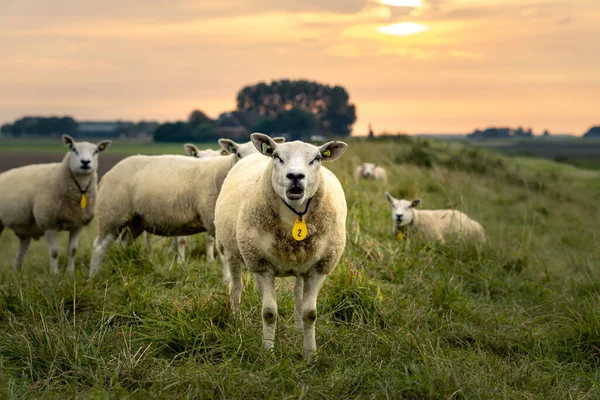 Selektiv Fokus Skott Ett Får Med Krage Med Nummer Två — Stockfoto