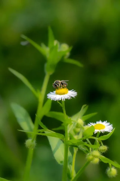 Eine Kleine Biene Bestäubt Eine Weiße Kamillenblüte Auf Verschwommenem Hintergrund — Stockfoto