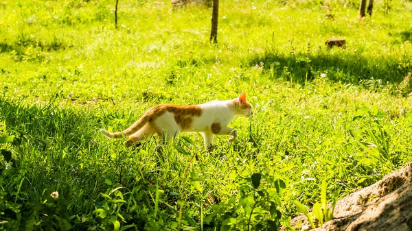 太陽の下で緑に覆われた庭を歩く愛らしい白と生姜の猫 — ストック写真