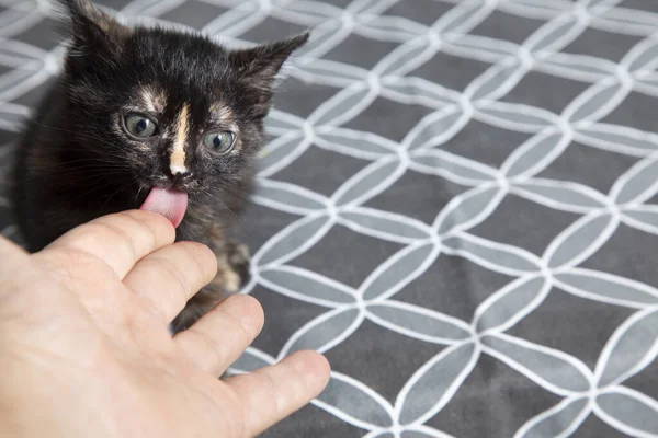 かわいい亀の子猫が人の指をなめる — ストック写真