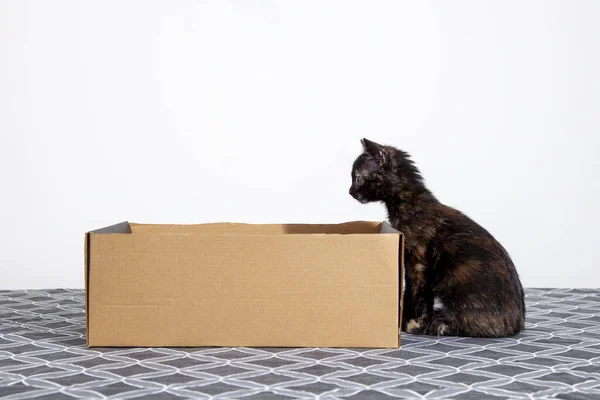 Lindo Gato Tortuga Mirando Dentro Una Caja Cartón Vacía — Foto de Stock
