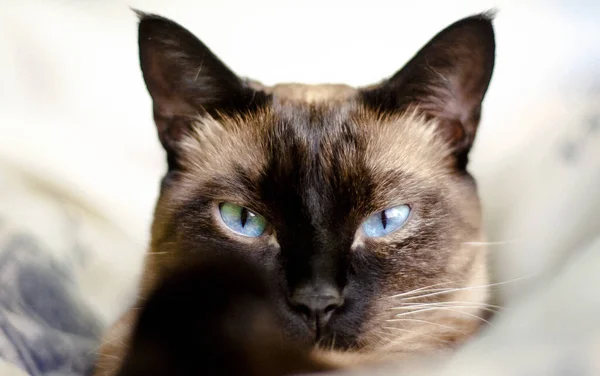 Tiro Foco Seletivo Belo Gato Siamês Com Olhos Azuis — Fotografia de Stock