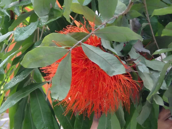 Yeşil Yaprakların Arkasında Büyüleyici Kırmızı Bir Banksia Kır Çiçeği — Stok fotoğraf