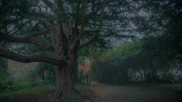 Ein Mystischer Blick Auf Einen Park Voller Vegetation Der Von — Stockfoto