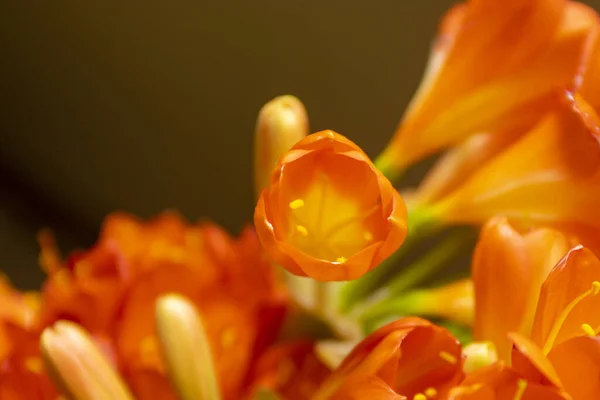 Gros Plan Belles Fleurs Lys Brousse Dans Jardin — Photo