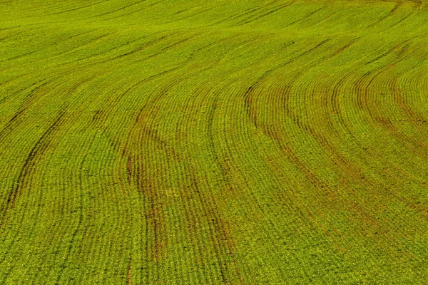Green Agricultural Field France — Stock Photo, Image