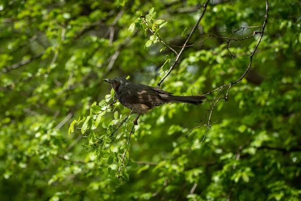 Ein Vogel Thront Auf Einem Zweig Wald — Stockfoto