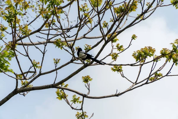 Beautiful Eurasian Magpie Bird Perched Tree Twig — Stock Photo, Image