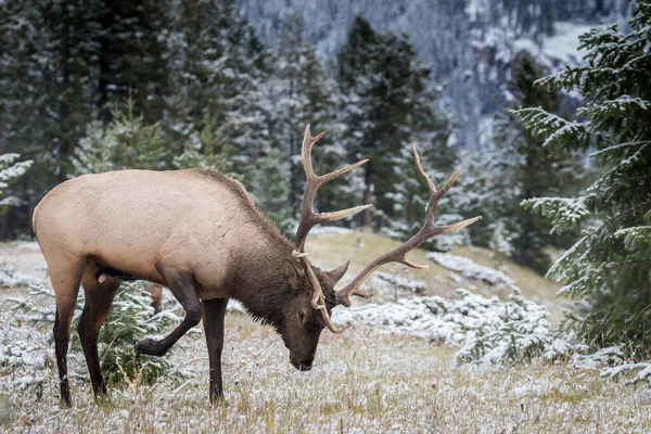 Alce Cervus Canadensis Comiendo Hierba Bosque Invernal —  Fotos de Stock