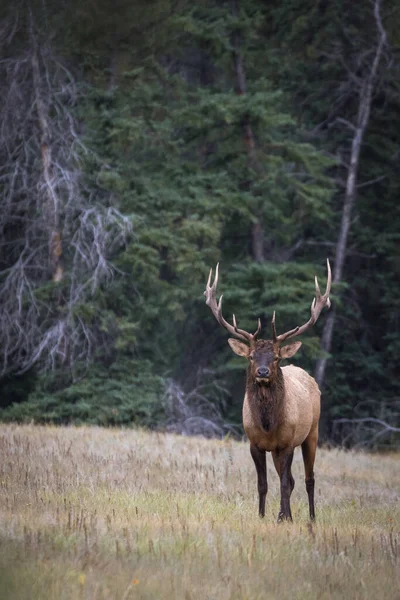 Alce Maestoso Cervus Canadensis Che Guarda Macchina Fotografica Con Sfondo — Foto Stock