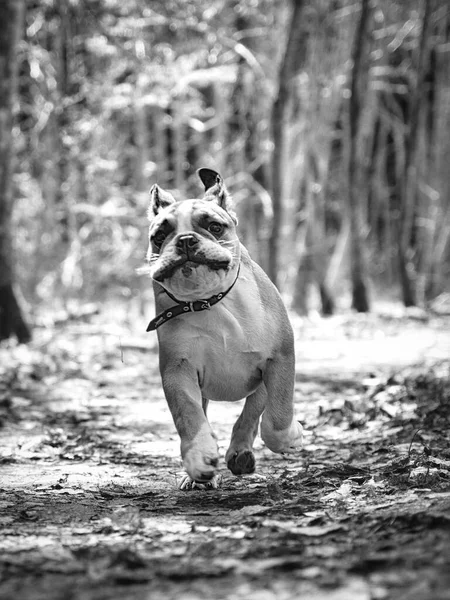 Vertical Shot Cute Fluffy French Bulldog Running Blurred Background — Stock Photo, Image