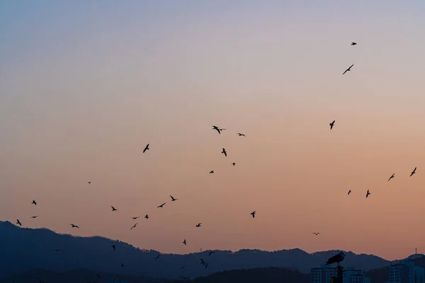 Een Zwerm Meeuwen Die Bij Zonsondergang Door Lucht Vliegen — Stockfoto