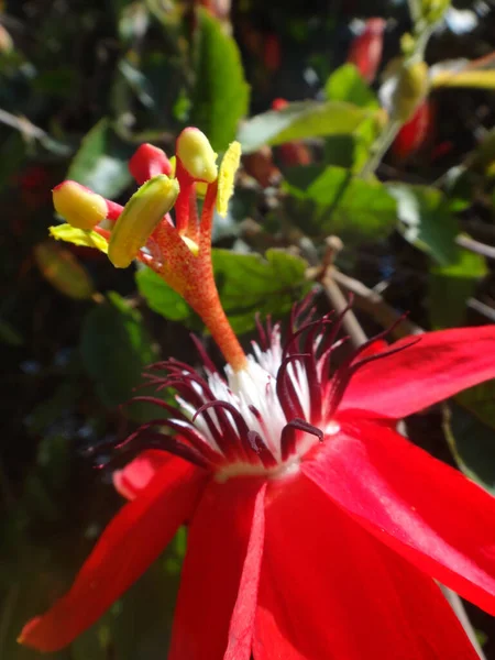 Tiro Close Bela Flor Paixão Chama Escarlate — Fotografia de Stock