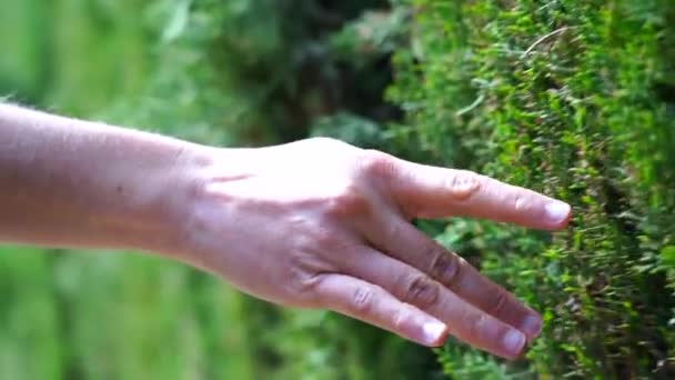 Mano Con Una Hoja Verde Sobre Fondo Bosque — Vídeos de Stock