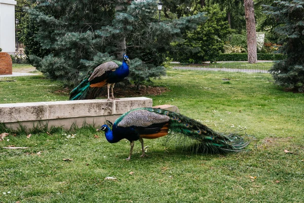 Uma Foto Close Pavões Indianos Zoológico — Fotografia de Stock