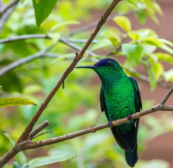 Joli Petit Colibri Vert Debout Sur Une Branche Dans Jardin — Photo
