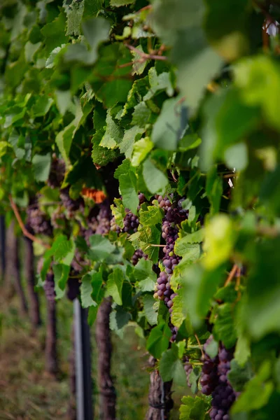 Bunch Ripe Red Grapes Green Leaves Sun — Stock Photo, Image