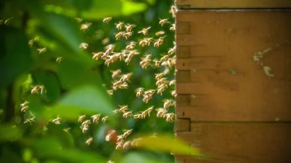 Красиві Весняні Сцени Вулики Бджолами Природі — стокове фото