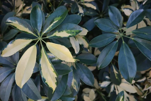 Primo Piano Ombrello Nano Schefflera Arboricola Lascia Sfondo — Foto Stock