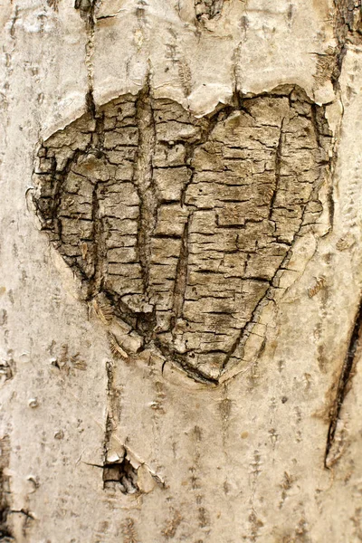 Μια Καρδιά Σκαλισμένη Κορμό Δέντρου — Φωτογραφία Αρχείου
