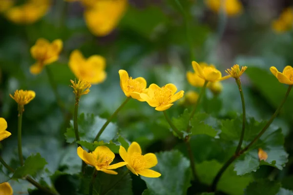 Ormandaki Sarı Kadife Çiçeklerinin Seçici Odak Noktası — Stok fotoğraf