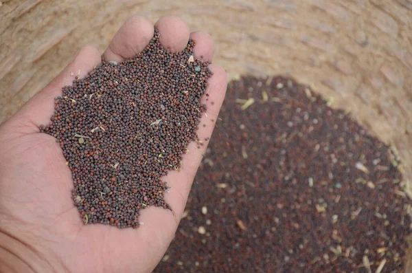 Sementes Recheadas Roxo Segurar Mão Sobre Fora Foco Roxo Escuro — Fotografia de Stock