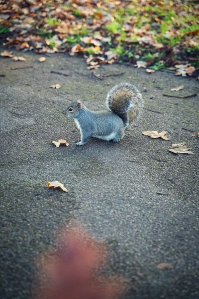 Ardilla Parque Becket Northampton Northampton — Foto de Stock