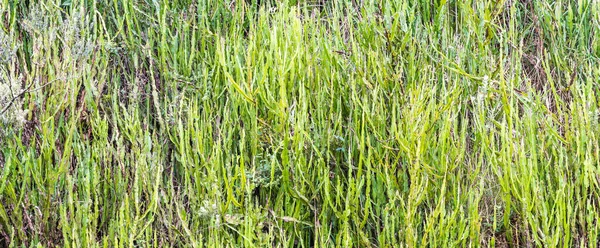 Campo Plantas Medicinais Carqueja Brasil — Fotografia de Stock