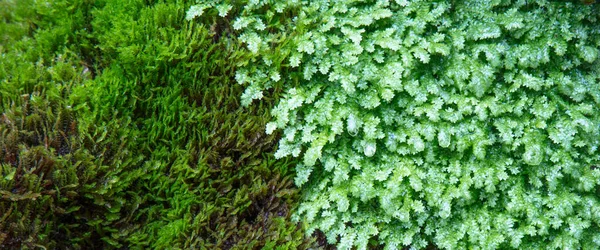 森林中美丽的绿色植物和青草的顶视图 — 图库照片