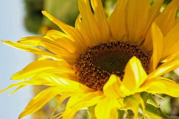 Detailní Záběr Helianthus Annuus Nebo Společné Slunečnice Přírodním Pozadí — Stock fotografie