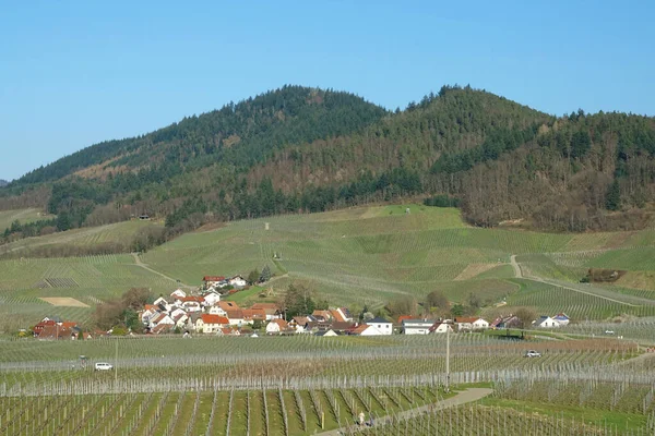 Scenic Little Village Sourround Hills Vineyards Black Forest Buehlertal Németország — Stock Fotó