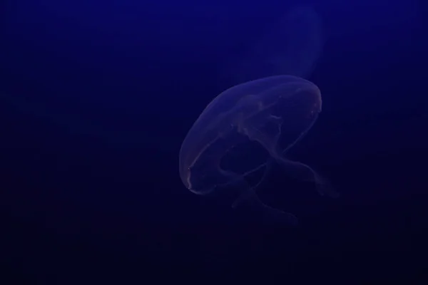 Closeup Shot Jellyfish Underwater — Stock Photo, Image