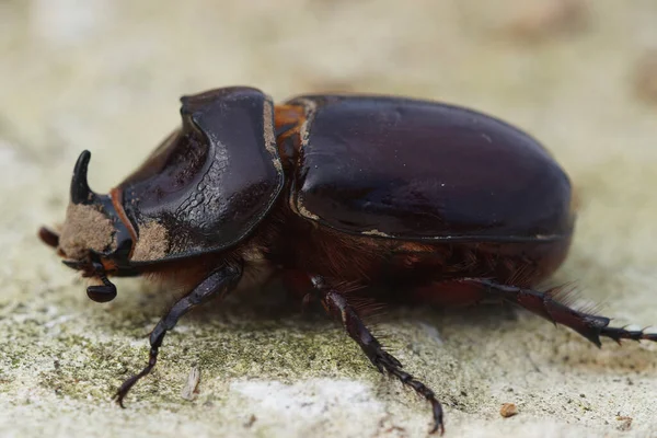 Closeup Shot European Rhinoceros Beetle Blurred Background — Stock Photo, Image