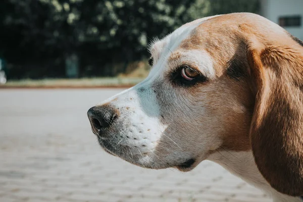 Perro Beagle Parque — Foto de Stock