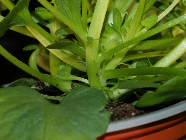 Tiro Close Uma Planta Pelargonium Vaso — Fotografia de Stock