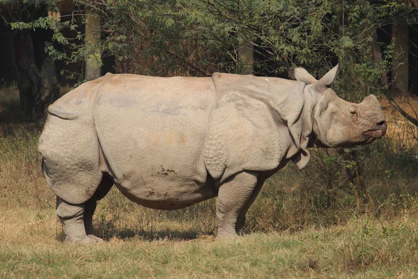 Gran Rinoceronte Zoológico — Foto de Stock