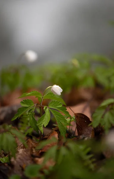 Enfoque Selectivo Las Flores Blancas Anémona Bosque — Foto de Stock