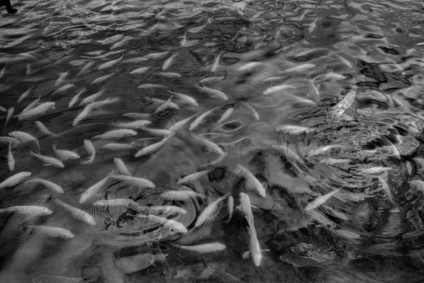 Uma Foto Tons Cinza Peixes Carpa Nadando Lagoa — Fotografia de Stock