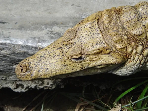 Closeup Shot Nile Crocodile Head — Stock Photo, Image