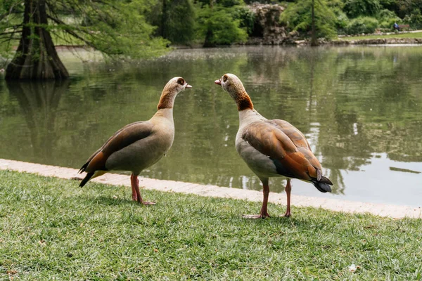 Eine Nahaufnahme Ägyptischer Gänse Der Nähe Eines Teichs Einem Zoo — Stockfoto