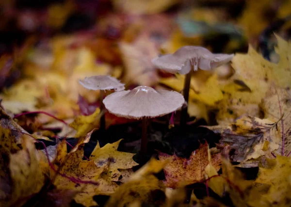 Een Selectieve Focusshot Van Champignons Met Herfstbladeren — Stockfoto