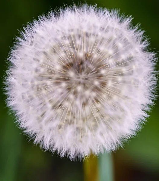 Selektiv Fokusbild Vit Maskros Naturen — Stockfoto