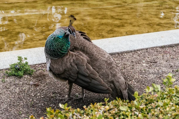 Closeup Shot Indian Peafowl Zoo — Stock Photo, Image