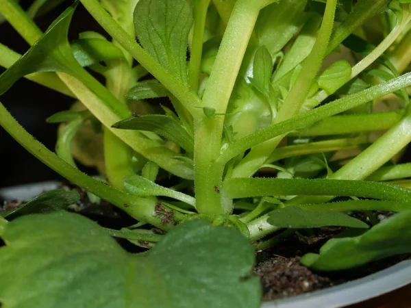 Eine Nahaufnahme Der Pelargonium Pflanze Einem Blumentopf — Stockfoto