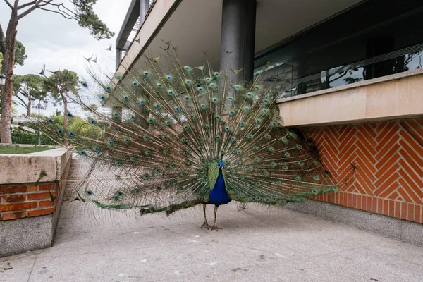 Hayvanat Bahçesindeki Hint Peafowl Unun Yakın Plan Fotoğrafı — Stok fotoğraf