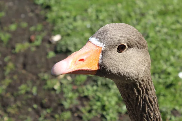 Uma Foto Pato Preto James Park Londres — Fotografia de Stock