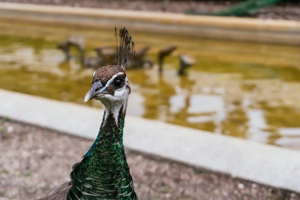 Closeup Shot Indian Peafowl Zoo — Stock Photo, Image