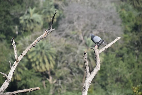 Una Paloma Posada Sobre Una Rama Seca Árbol — Foto de Stock