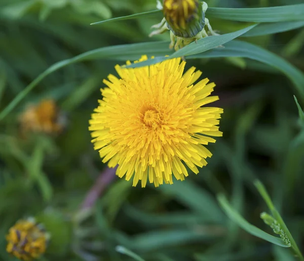 Tiro Foco Seletivo Dente Leão Amarelo Natureza — Fotografia de Stock