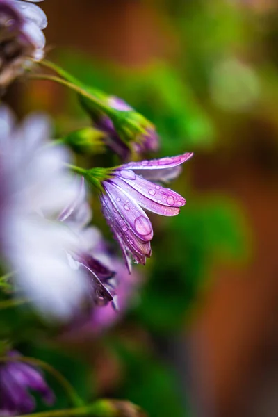 Wassertropfen Auf Eine Schöne Blume Mit Violetten Blütenblättern Einem Regnerischen — Stockfoto